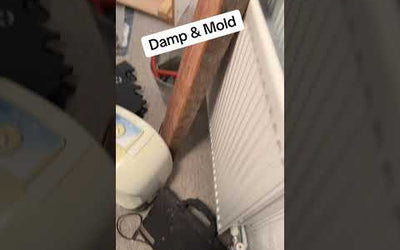 Damp and mold ￼